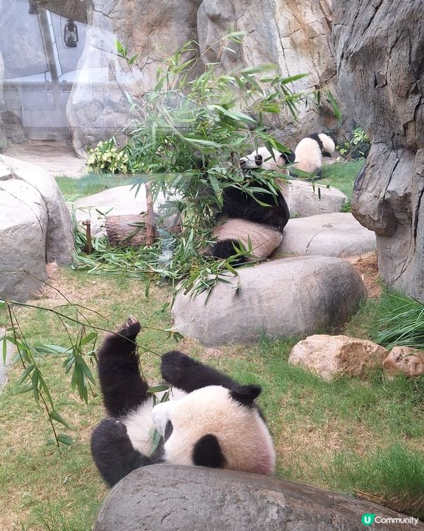 去睇家姐細佬小攻略