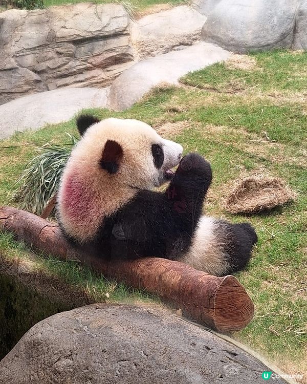 去睇家姐細佬小攻略