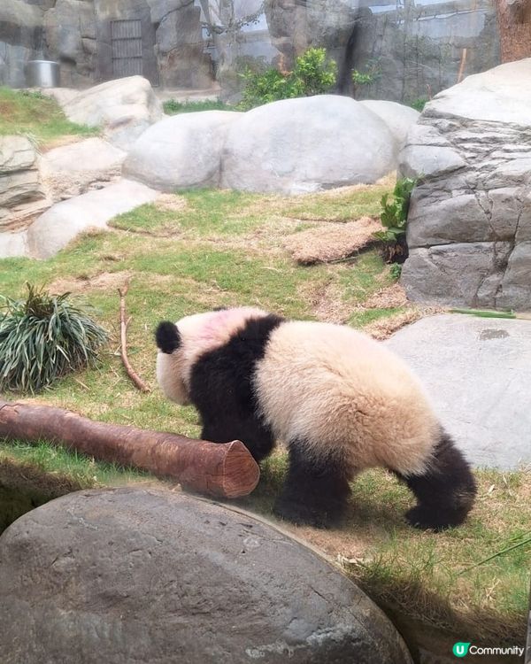 去睇家姐細佬小攻略