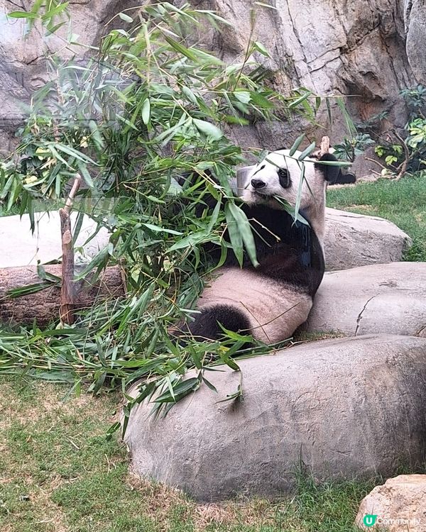 去睇家姐細佬小攻略