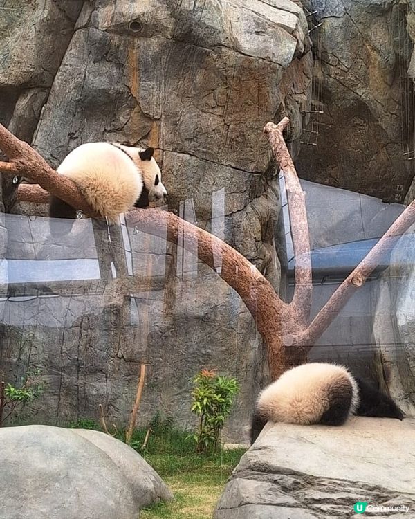 去睇家姐細佬小攻略