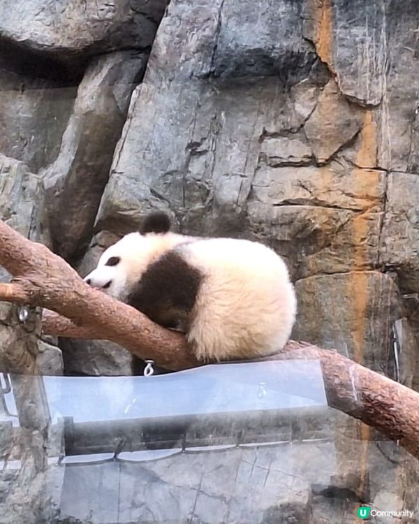 去睇家姐細佬小攻略