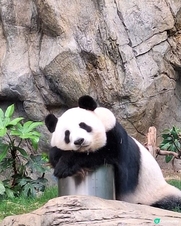 去睇家姐細佬小攻略