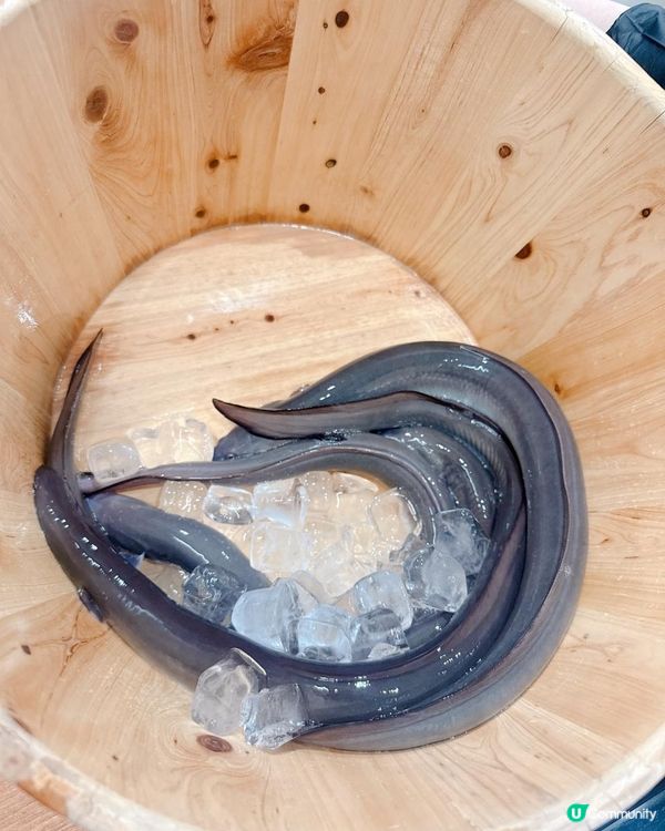 性價比超高炭火烤鰻魚  