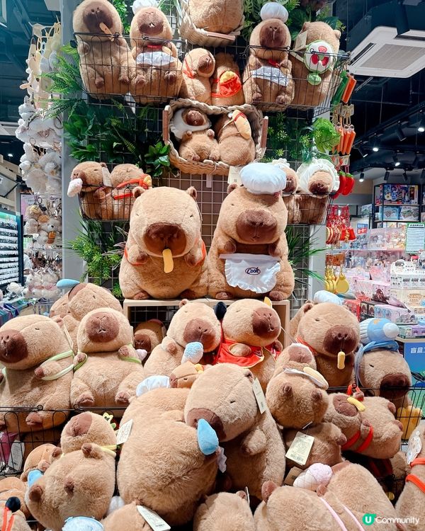 水豚毛公仔超可愛😍卓悦滙店必逛！