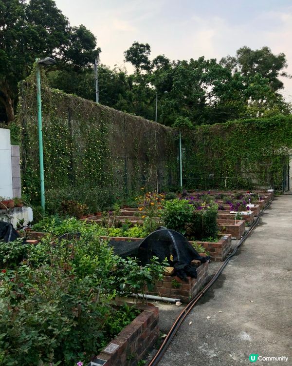 寶林隱世打卡點 - 茅湖山廢堡 🏰