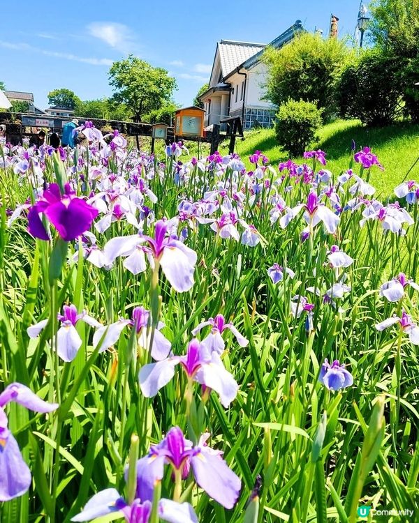 熊本高瀨裏川菖蒲花祭🌸  5月23日開鑼！