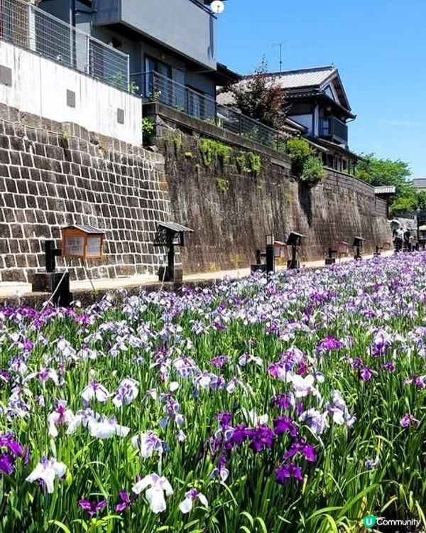 熊本高瀨裏川菖蒲花祭🌸  5月23日開鑼！