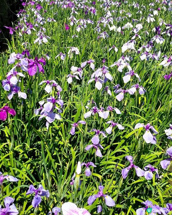 熊本高瀨裏川菖蒲花祭🌸  5月23日開鑼！