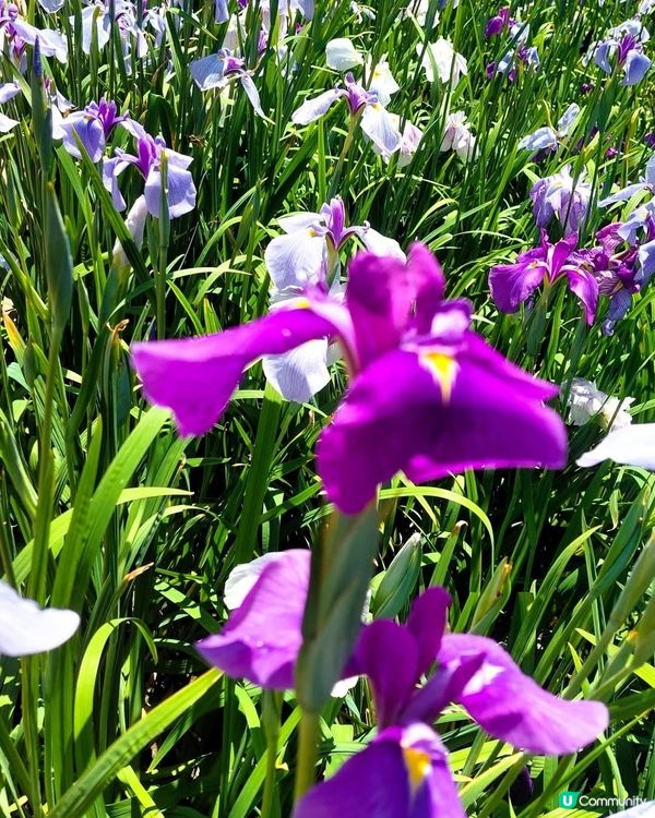 熊本高瀨裏川菖蒲花祭🌸  5月23日開鑼！