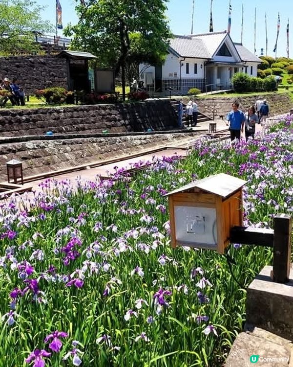 熊本高瀨裏川菖蒲花祭🌸  5月23日開鑼！