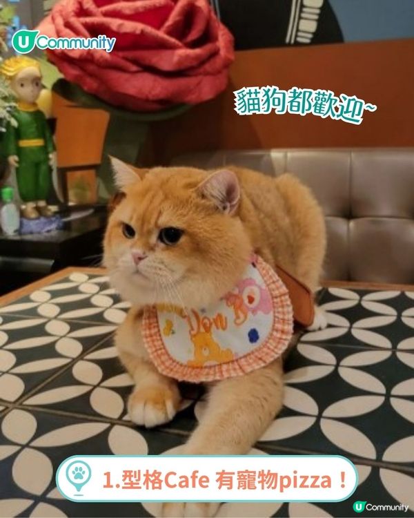 香港人氣寵物友善餐廳推介🐱🐶 | 貓狗都入得！特製寵物Pizza🍕