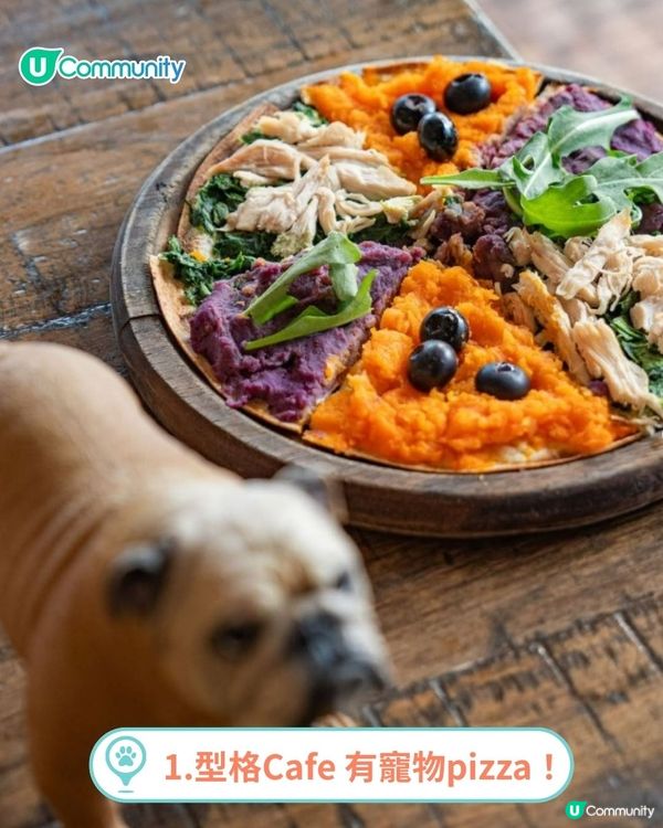 香港人氣寵物友善餐廳推介🐱🐶 | 貓狗都入得！特製寵物Pizza🍕