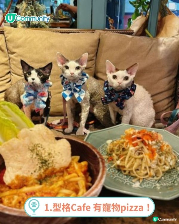 香港人氣寵物友善餐廳推介🐱🐶 | 貓狗都入得！特製寵物Pizza🍕