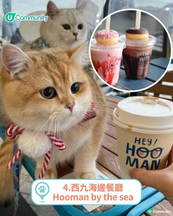 香港人氣寵物友善餐廳推介🐱🐶 | 貓狗都入得！特製寵物Pizza🍕