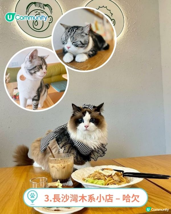 香港人氣寵物友善餐廳推介🐱🐶 | 貓狗都入得！特製寵物Pizza🍕