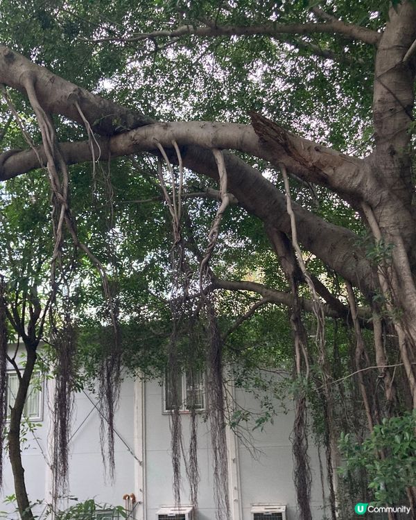 百佳尋寶記🦆💛  $7 抵飲鴨仔汁！