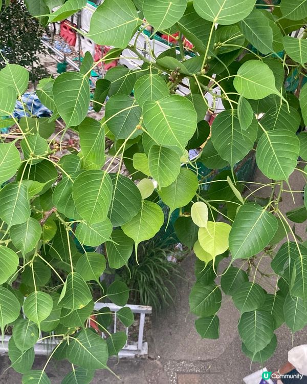 百佳尋寶記🦆💛  $7 抵飲鴨仔汁！