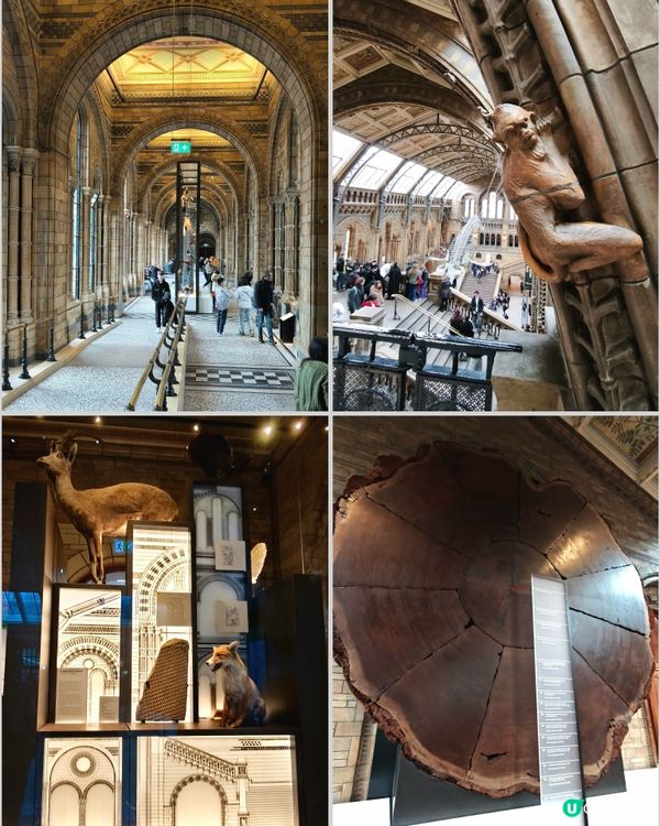 倫敦自然史博物館🏛 人氣藍鯨🐋，恐龍化石🦖🦕🐋