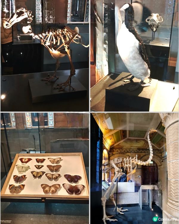 倫敦自然史博物館🏛 人氣藍鯨🐋，恐龍化石🦖🦕🐋