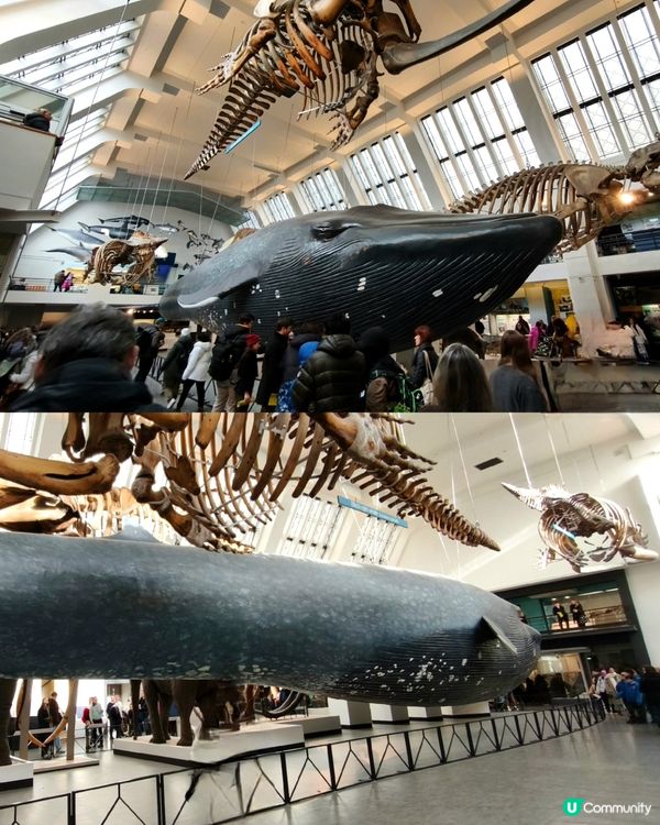 倫敦自然史博物館🏛 人氣藍鯨🐋，恐龍化石🦖🦕🐋