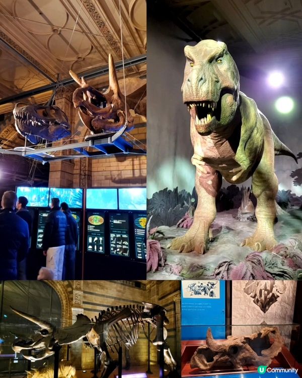 倫敦自然史博物館🏛 人氣藍鯨🐋，恐龍化石🦖🦕🐋