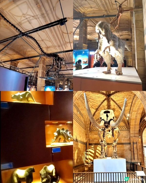 倫敦自然史博物館🏛 人氣藍鯨🐋，恐龍化石🦖🦕🐋