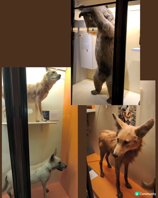 倫敦自然史博物館🏛 人氣藍鯨🐋，恐龍化石🦖🦕🐋