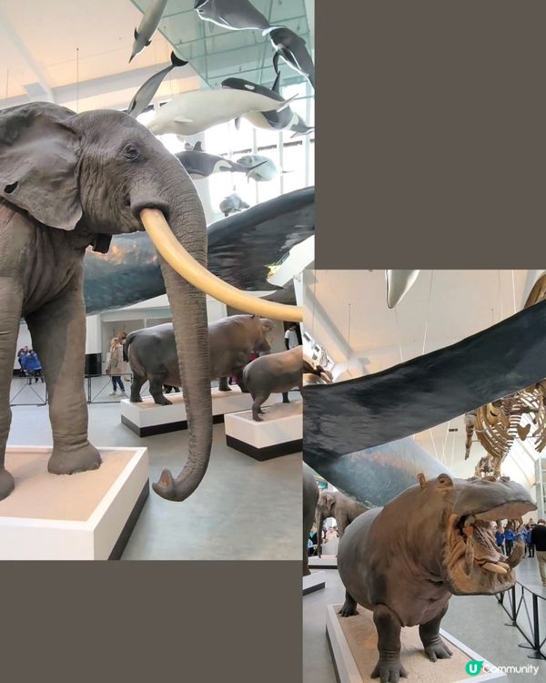 倫敦自然史博物館🏛 人氣藍鯨🐋，恐龍化石🦖🦕🐋