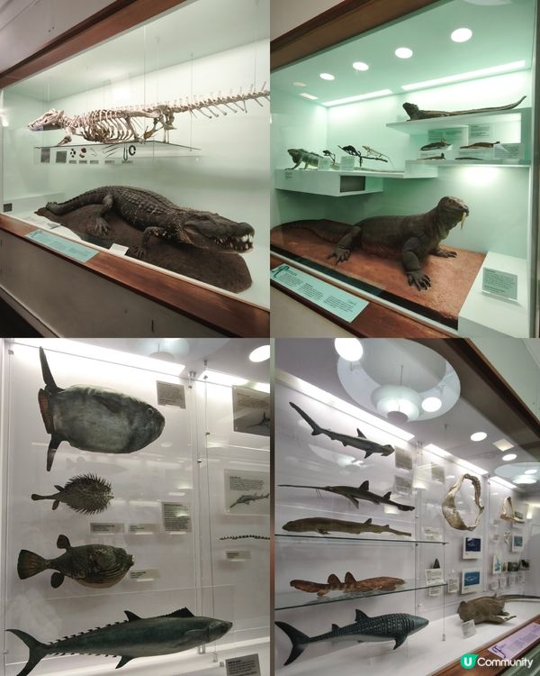 倫敦自然史博物館🏛 人氣藍鯨🐋，恐龍化石🦖🦕🐋