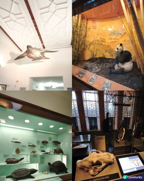 倫敦自然史博物館🏛 人氣藍鯨🐋，恐龍化石🦖🦕🐋