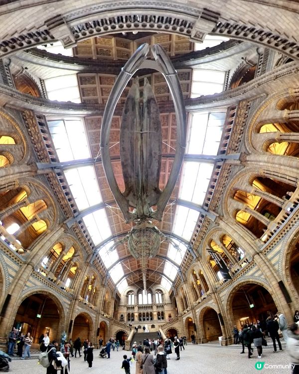 倫敦自然史博物館🏛 人氣藍鯨🐋，恐龍化石🦖🦕🐋