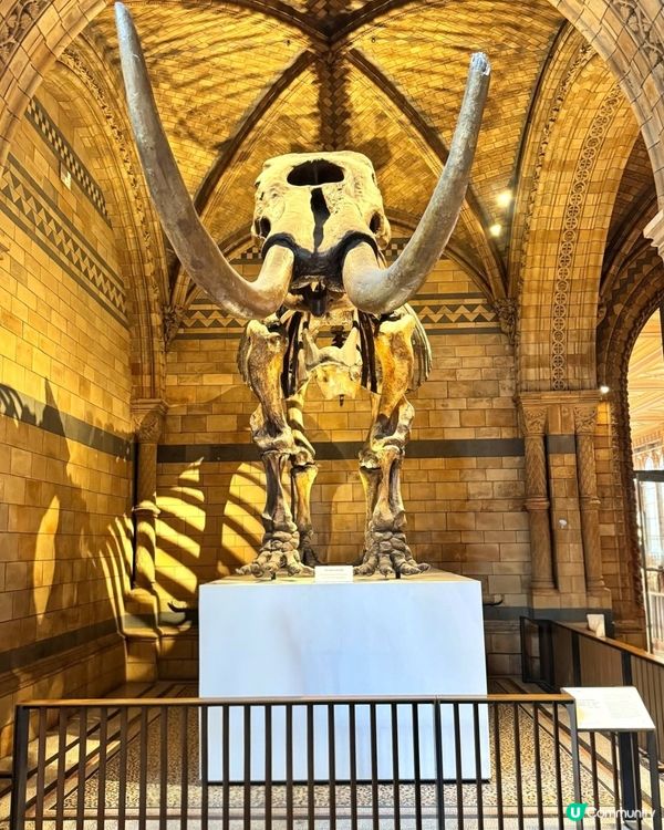 倫敦自然史博物館🏛 人氣藍鯨🐋，恐龍化石🦖🦕🐋