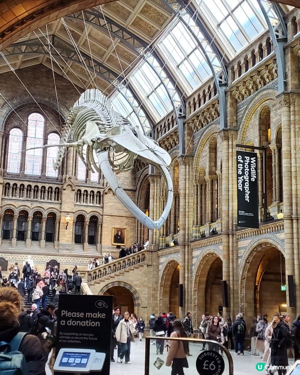 倫敦自然史博物館🏛 人氣藍鯨🐋，恐龍化石🦖🦕🐋