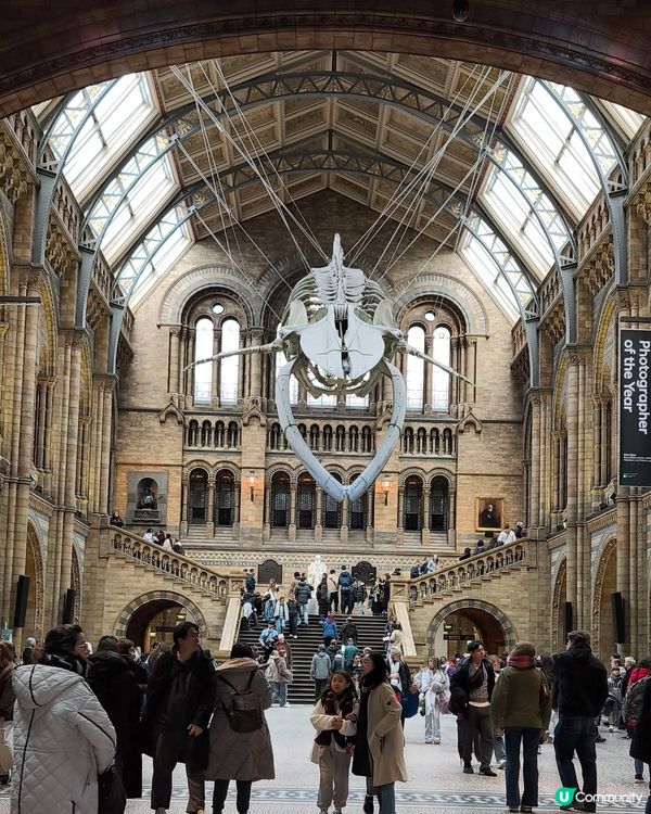倫敦自然史博物館🏛 人氣藍鯨🐋，恐龍化石🦖🦕🐋