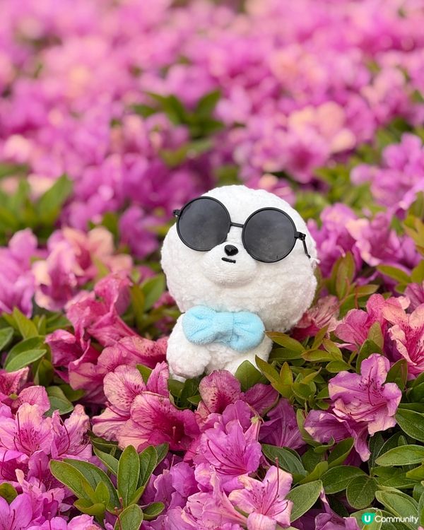 🇰🇷釜山4月尾仲有櫻花睇🌸