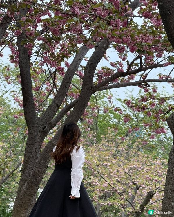 🇰🇷釜山4月尾仲有櫻花睇🌸