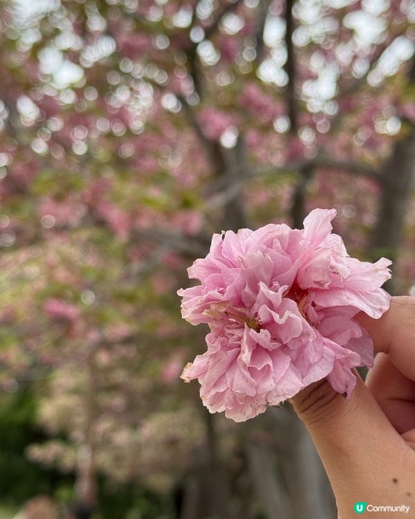 🇰🇷釜山4月尾仲有櫻花睇🌸