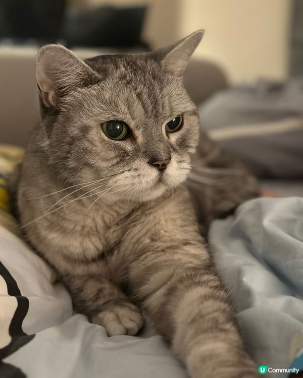 18歲的俊俏高齡貓