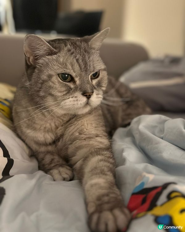 18歲的俊俏高齡貓