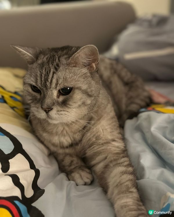 18歲的俊俏高齡貓