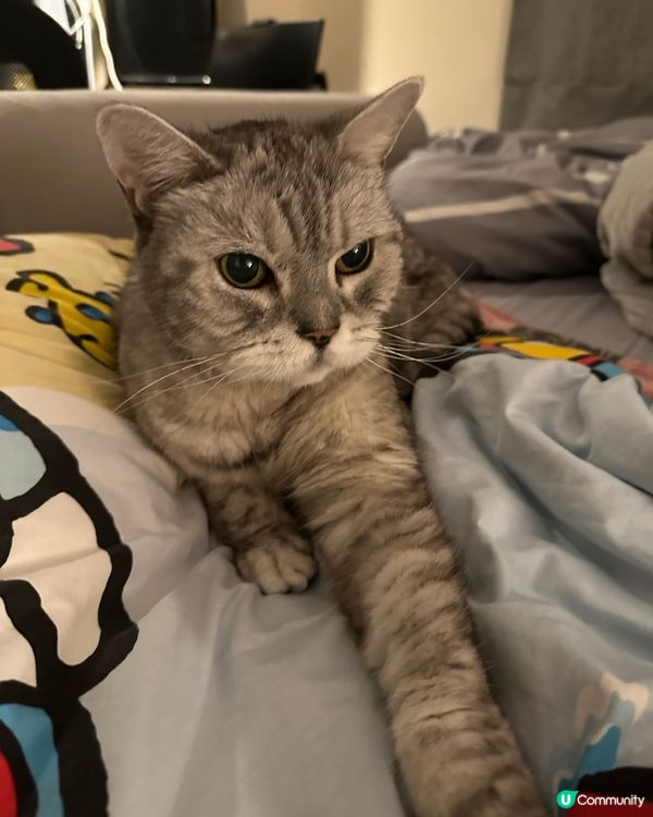 18歲的俊俏高齡貓