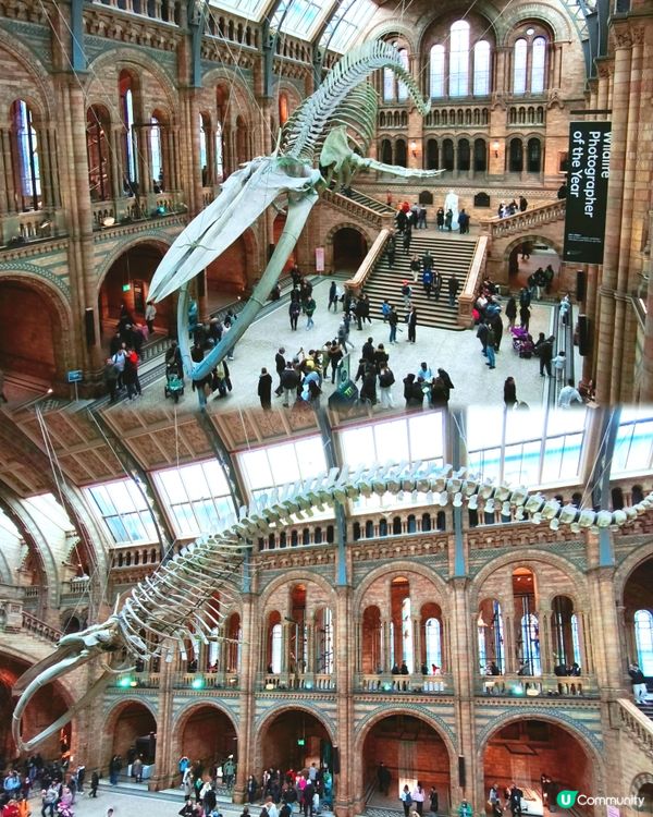 倫敦自然史博物館🏛 人氣藍鯨🐋，恐龍化石🦖🦕🐋
