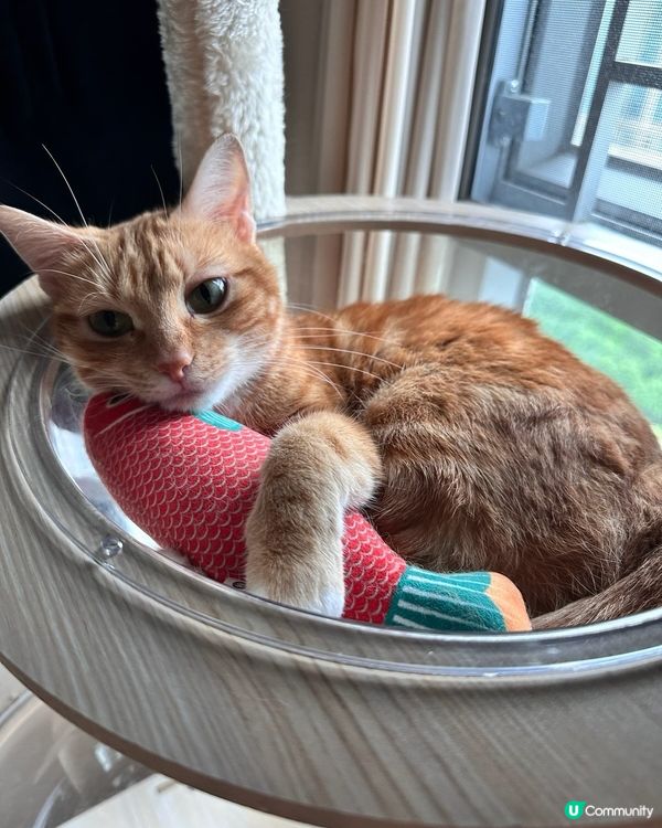 橘貓食神？我屋企呢隻自來貓打爆迷思！😹