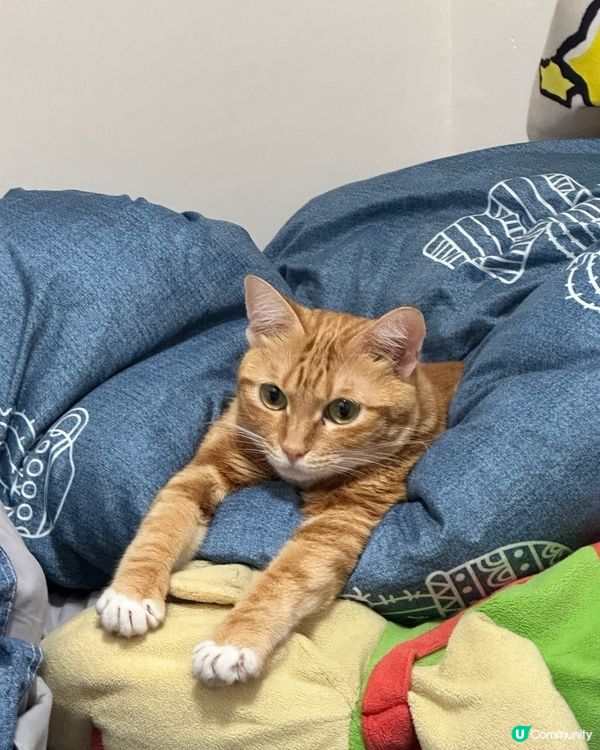 橘貓食神？我屋企呢隻自來貓打爆迷思！😹