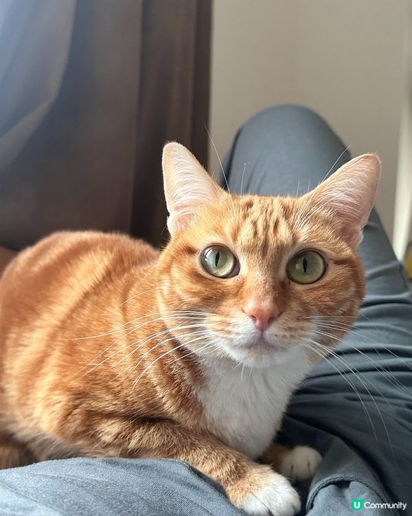 橘貓食神？我屋企呢隻自來貓打爆迷思！😹