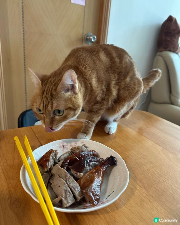 橘貓食神？我屋企呢隻自來貓打爆迷思！😹