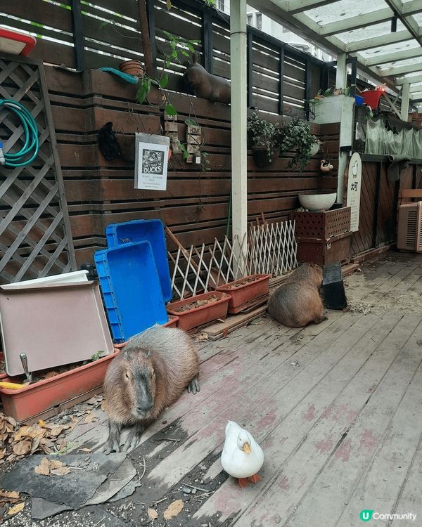 復活節去了台灣睇水豚，仲食了卡皮巴拉造型嘅雞蛋糕，十分好味。...