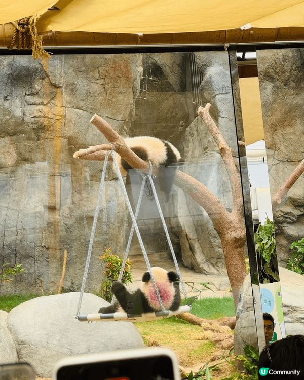 家姐細佬聞名不如見面，真係超得意！家姐文靜啲，全程瞓覺中😹細...