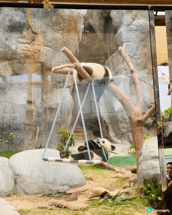 家姐細佬聞名不如見面，真係超得意！家姐文靜啲，全程瞓覺中😹細...